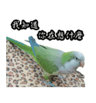 Cute Quaker parrot has something to say！（個別スタンプ：7）