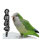 Cute Quaker parrot has something to say！（個別スタンプ：8）