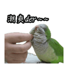 Cute Quaker parrot has something to say！（個別スタンプ：9）