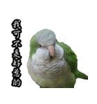 Cute Quaker parrot has something to say！（個別スタンプ：10）