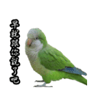 Cute Quaker parrot has something to say！（個別スタンプ：11）