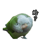 Cute Quaker parrot has something to say！（個別スタンプ：12）