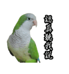 Cute Quaker parrot has something to say！（個別スタンプ：13）