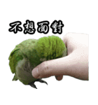 Cute Quaker parrot has something to say！（個別スタンプ：14）