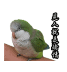 Cute Quaker parrot has something to say！（個別スタンプ：15）