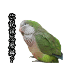 Cute Quaker parrot has something to say！（個別スタンプ：16）