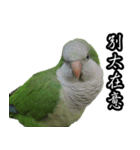 Cute Quaker parrot has something to say！（個別スタンプ：18）