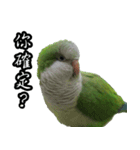 Cute Quaker parrot has something to say！（個別スタンプ：19）