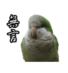 Cute Quaker parrot has something to say！（個別スタンプ：20）