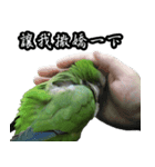 Cute Quaker parrot has something to say！（個別スタンプ：21）