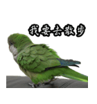 Cute Quaker parrot has something to say！（個別スタンプ：22）