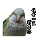 Cute Quaker parrot has something to say！（個別スタンプ：23）