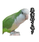 Cute Quaker parrot has something to say！（個別スタンプ：24）