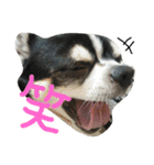 ぶさかわライフ⁉︎（個別スタンプ：4）