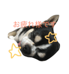 ぶさかわライフ⁉︎（個別スタンプ：5）