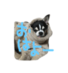 ぶさかわライフ⁉︎（個別スタンプ：6）