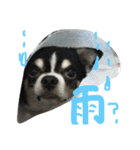 ぶさかわライフ⁉︎（個別スタンプ：12）