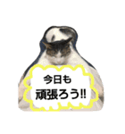 ろびんみーしゃモモコチョコビビあいちゃん（個別スタンプ：8）