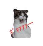 ペットの福ちゃん（個別スタンプ：2）