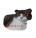 ペットの福ちゃん（個別スタンプ：3）