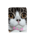 ペットの福ちゃん（個別スタンプ：5）