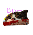 ペットの福ちゃん（個別スタンプ：7）
