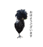 sachicken2（個別スタンプ：4）