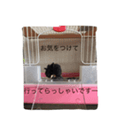 sachicken2（個別スタンプ：5）