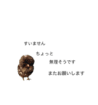 sachicken2（個別スタンプ：8）