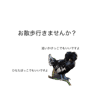 sachicken2（個別スタンプ：10）
