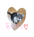 neko sakura69（個別スタンプ：1）