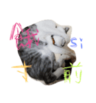 neko sakura69（個別スタンプ：5）