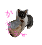 neko sakura69（個別スタンプ：6）