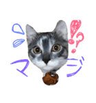 neko sakura69（個別スタンプ：7）