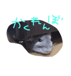 チンチラのぷー太郎（個別スタンプ：7）