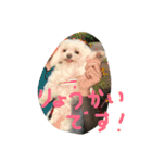 マルチーズのミィ（個別スタンプ：4）