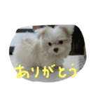 マルチーズのミィ（個別スタンプ：6）