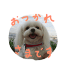 マルチーズのミィ（個別スタンプ：7）