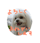 マルチーズのミィ（個別スタンプ：9）