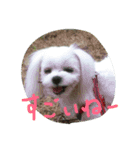 マルチーズのミィ（個別スタンプ：12）