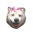 我が家のタロー（個別スタンプ：1）