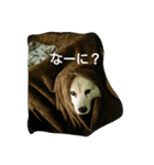 我が家のタロー（個別スタンプ：4）