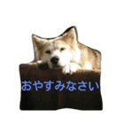 我が家のタロー（個別スタンプ：5）