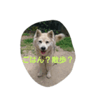 我が家のタロー（個別スタンプ：6）