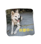 我が家のタロー（個別スタンプ：7）