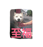 我が家のタロー（個別スタンプ：9）