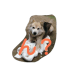 我が家のタロー（個別スタンプ：11）