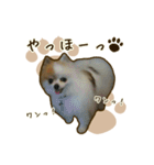 ポメラニアンず*②（個別スタンプ：1）