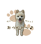 ポメラニアンず*②（個別スタンプ：2）