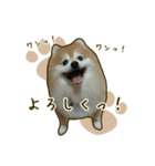 ポメラニアンず*②（個別スタンプ：3）